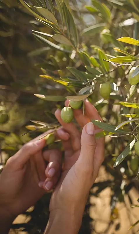 L'oro Verde - Feinstes sizilianisches Olivenöl
