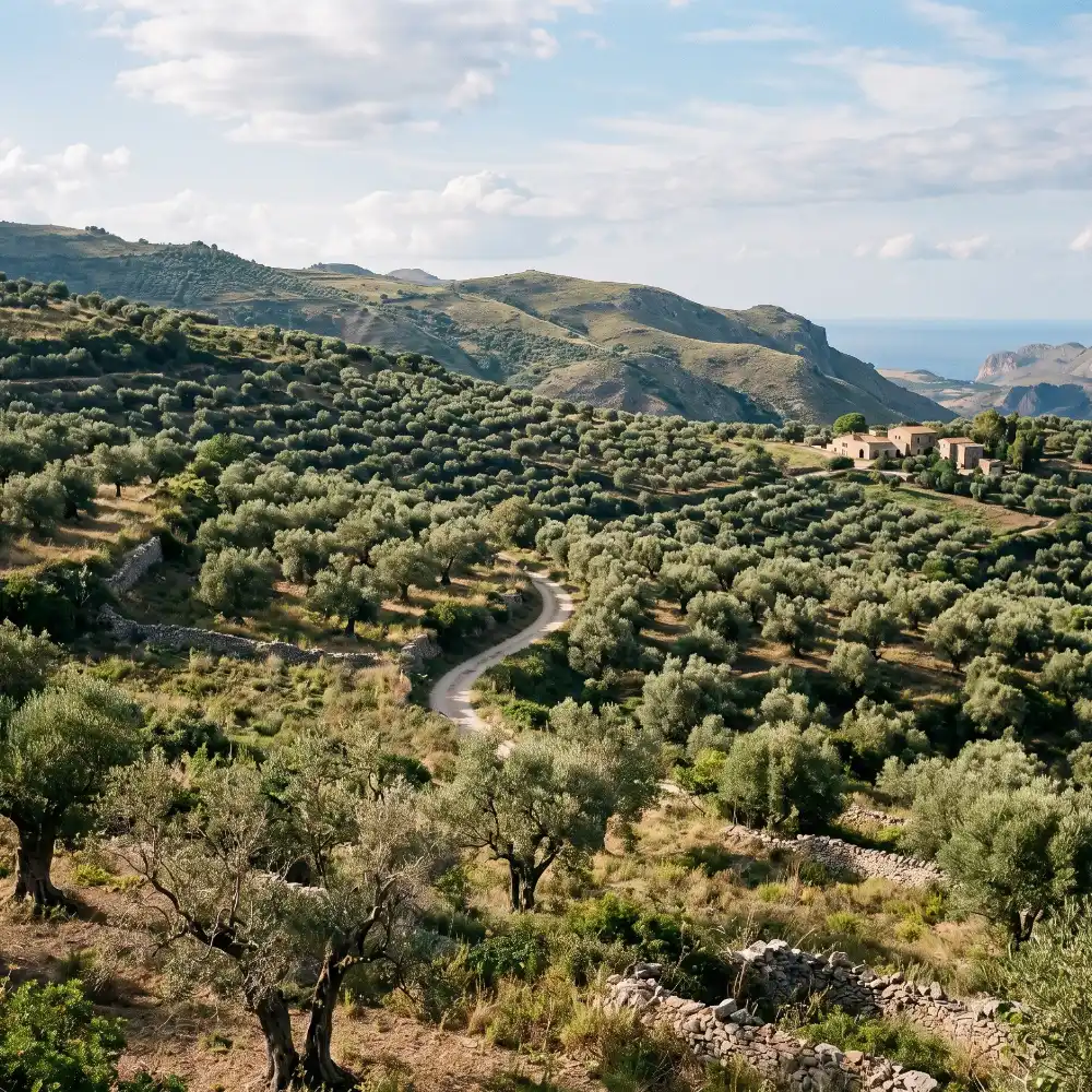 L'oro Verde - Feinstes sizilianisches Olivenöl